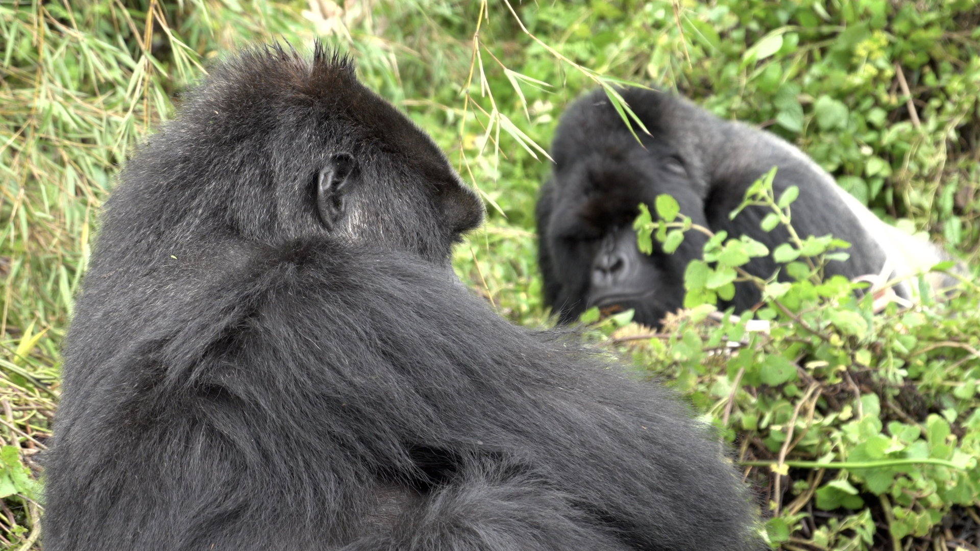 夫婦の見つめ合いが失敗した例